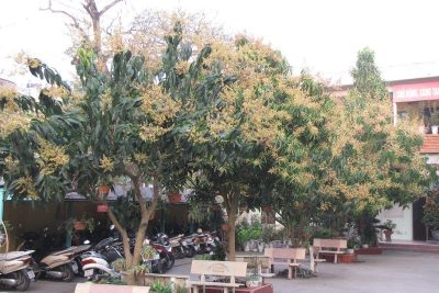 Chùm ảnh “Vườn xoài trường tiểu học Phạm Hồng Thái”